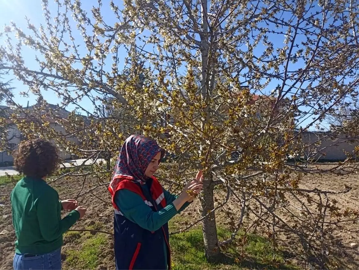Afyonkarahisar’da Zirai Don Hasarı Tespiti