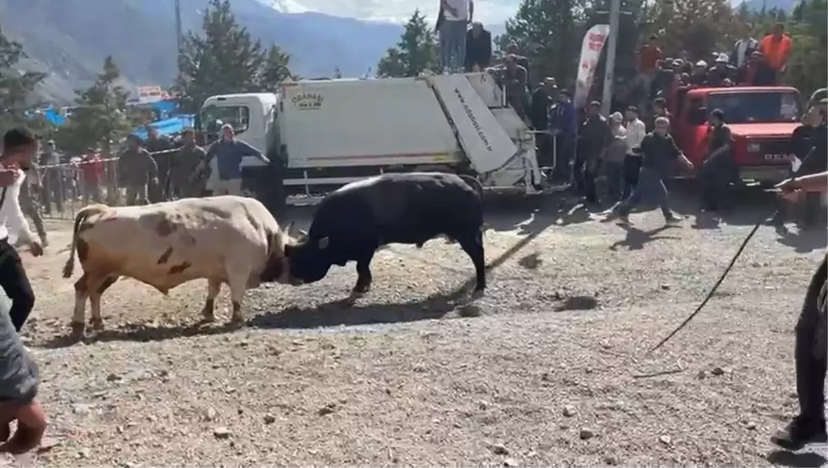 Boğa Güreşinde Panik: İki Boğa Arenayı Aştı