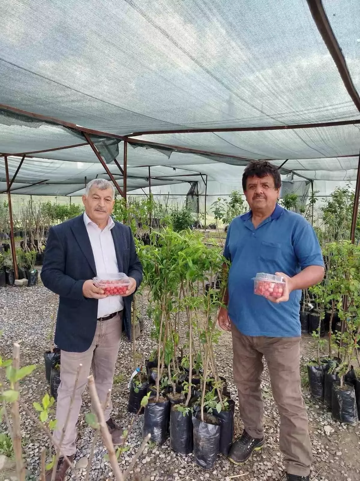 Gazipaşa’da İlk Kiraz Hasadı Başladı