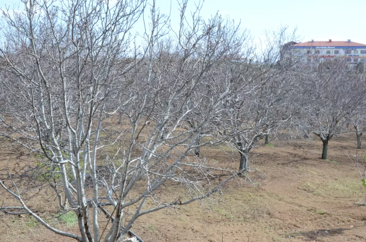 Kırşehir’de Don Olayları Tarımda Felakete Neden Oldu