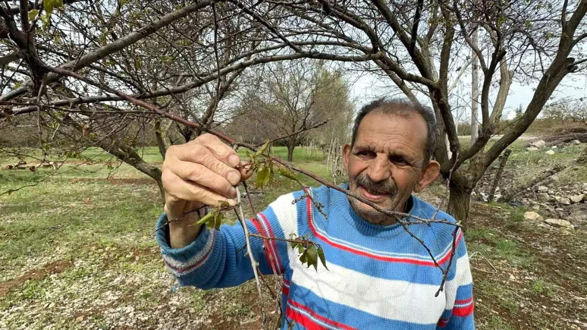 Malatya’da Zirai Don Felaketi