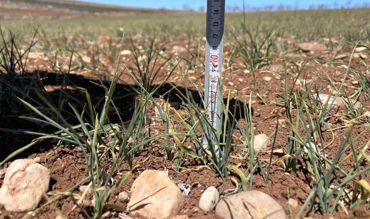 Şanlıurfa’da Kuraklık Krizi