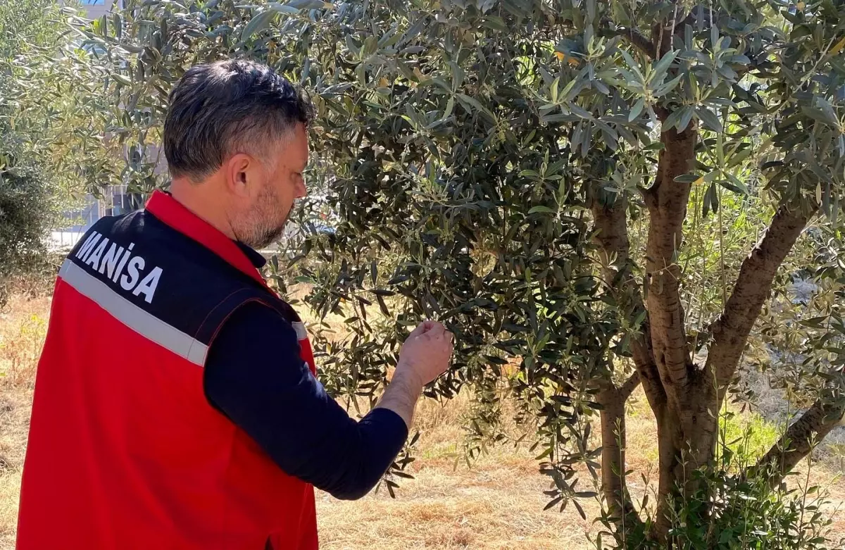 Sarıgöl’de Zeytin Bahçelerine Pamuklu Bit Uyarısı