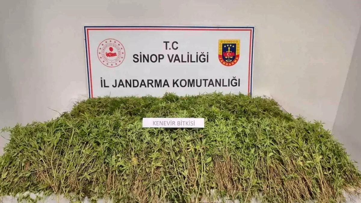 Sinop’ta 31 Bin Kök Kenevir Ele Geçirildi