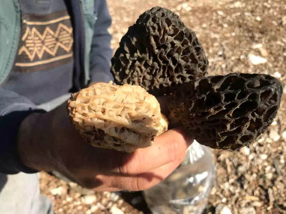Akseki’de Kuzugöbeği Mantar Sezonu Başladı