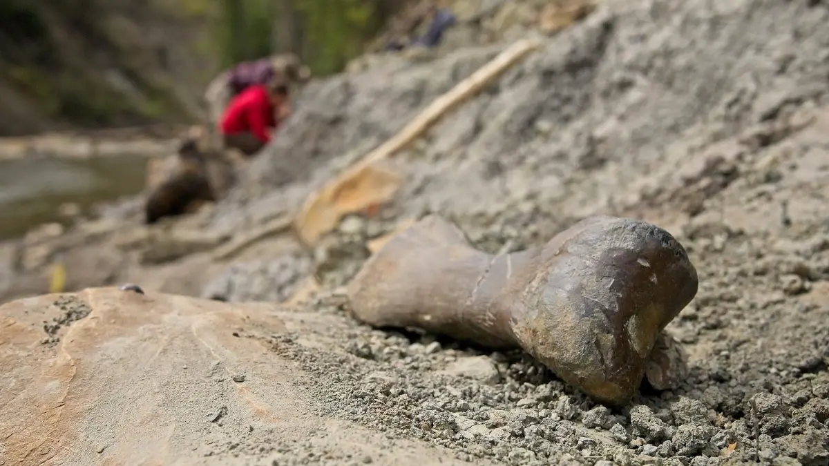 Alberta’da Dinozorların Gizemli Mezarı