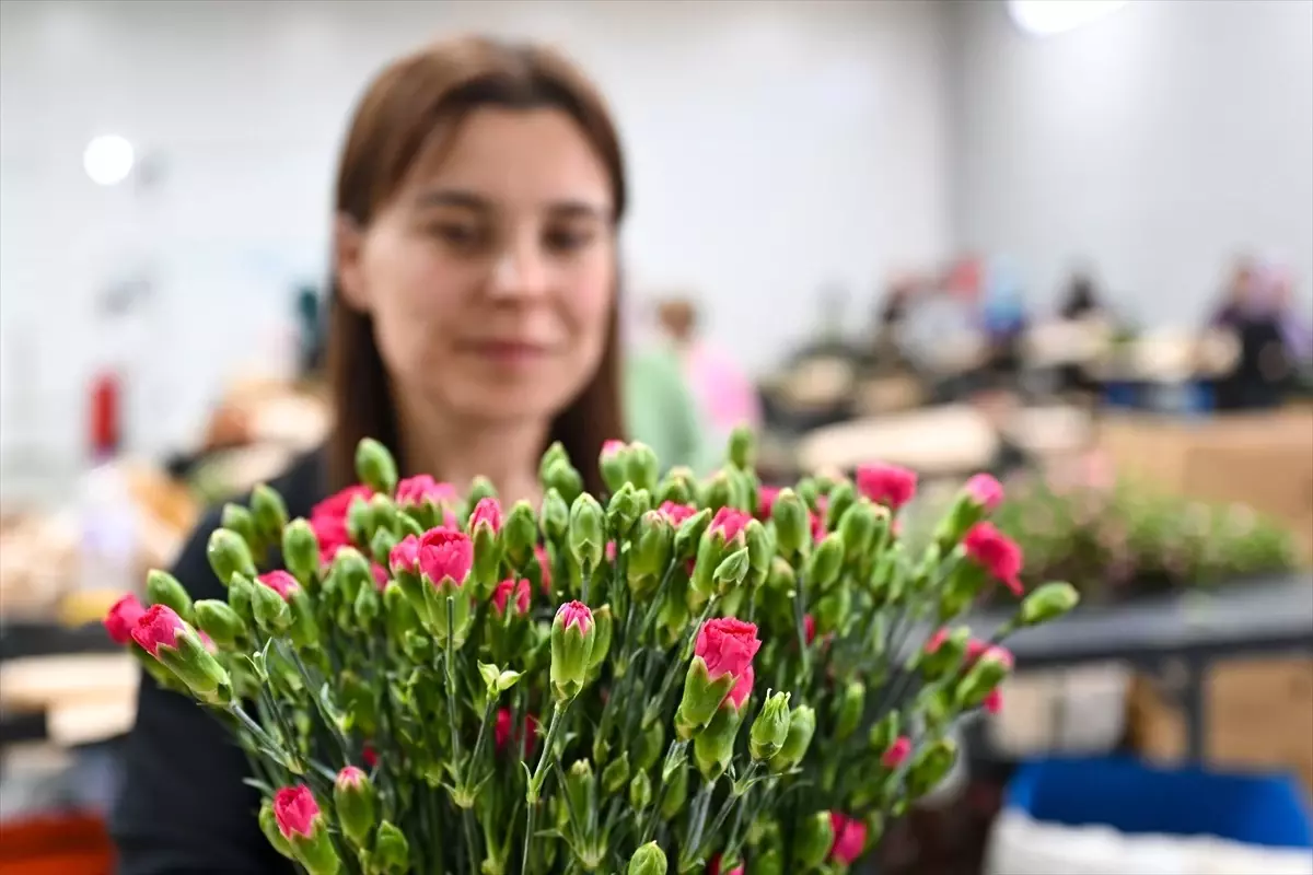 Anneler Günü İçin 75 Milyon Dal Çiçek İhraç Edildi