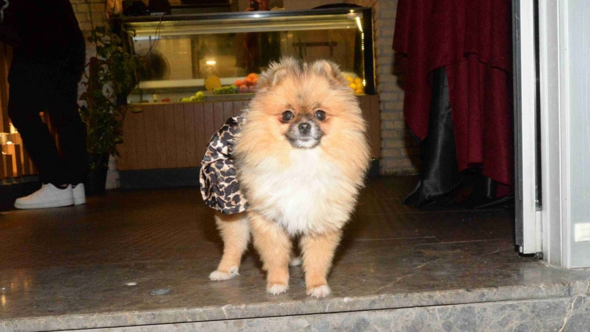 Antalya’da güzellik yarışması birincisi köpek kayboldu
