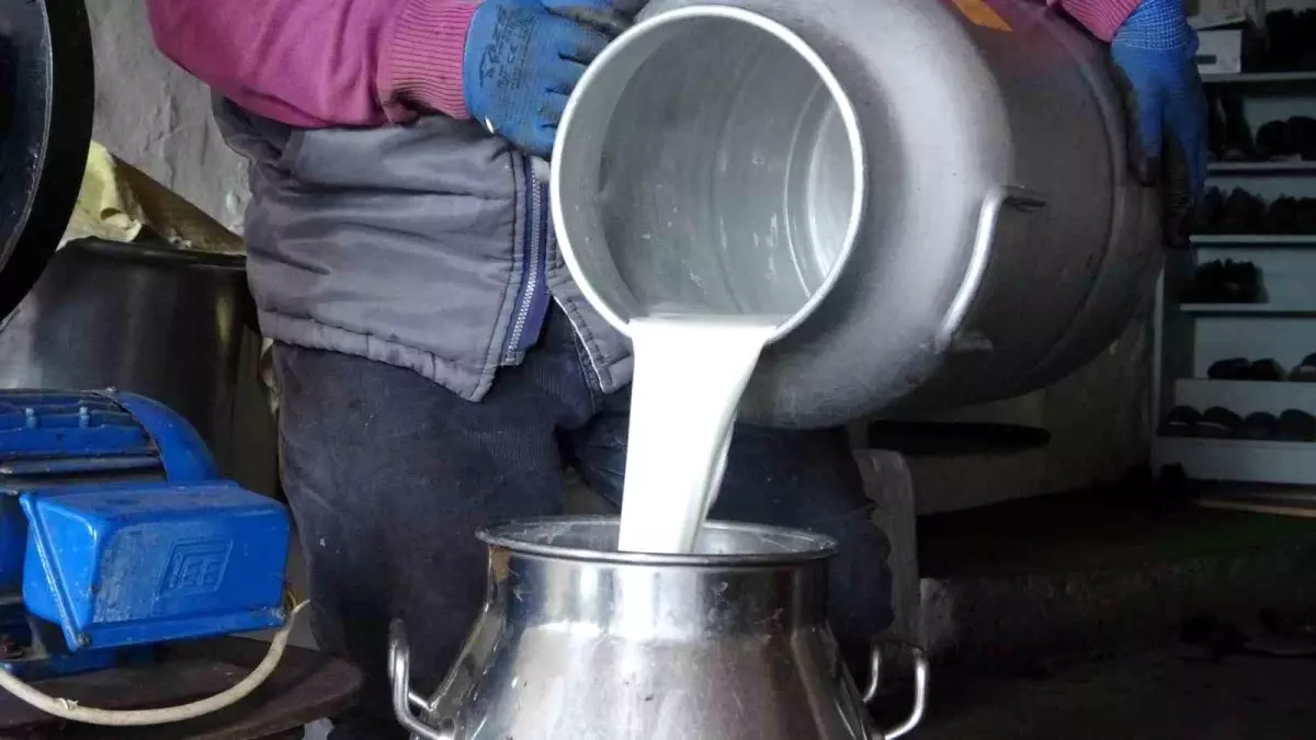 Ardahan’da Süt Üreticileri Krizde