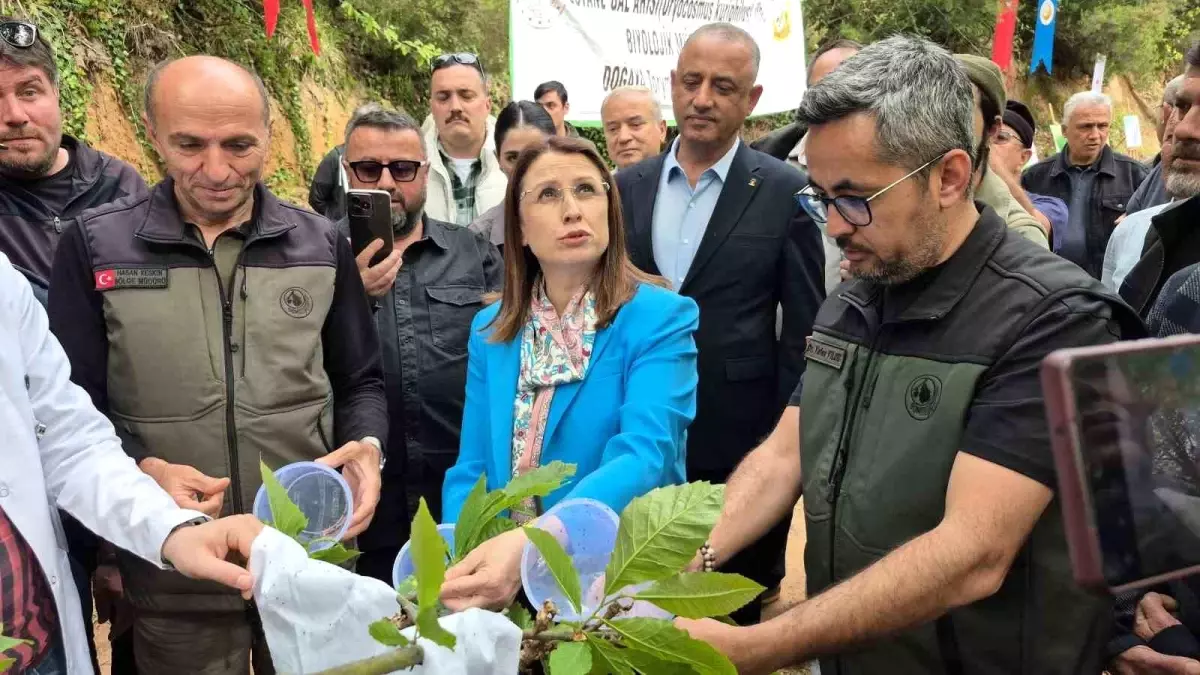 Bartın’da Gal Arısı ile Mücadele Başladı