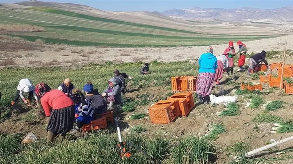 Beypazarı’nda Yeşil Soğan Hasadı Sürüyor