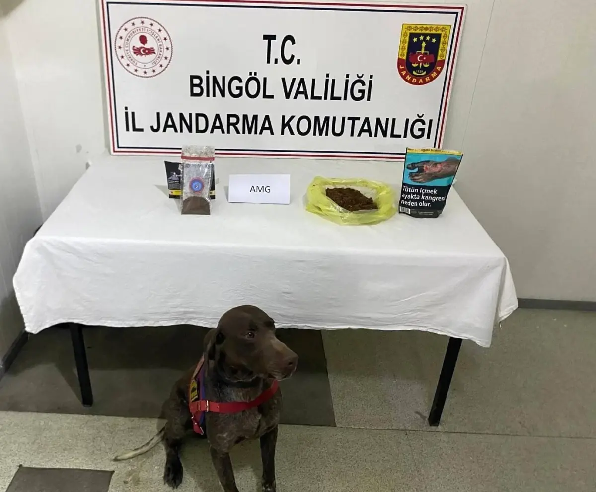 Bingöl’de Otobüste Bonzai Ele Geçirildi