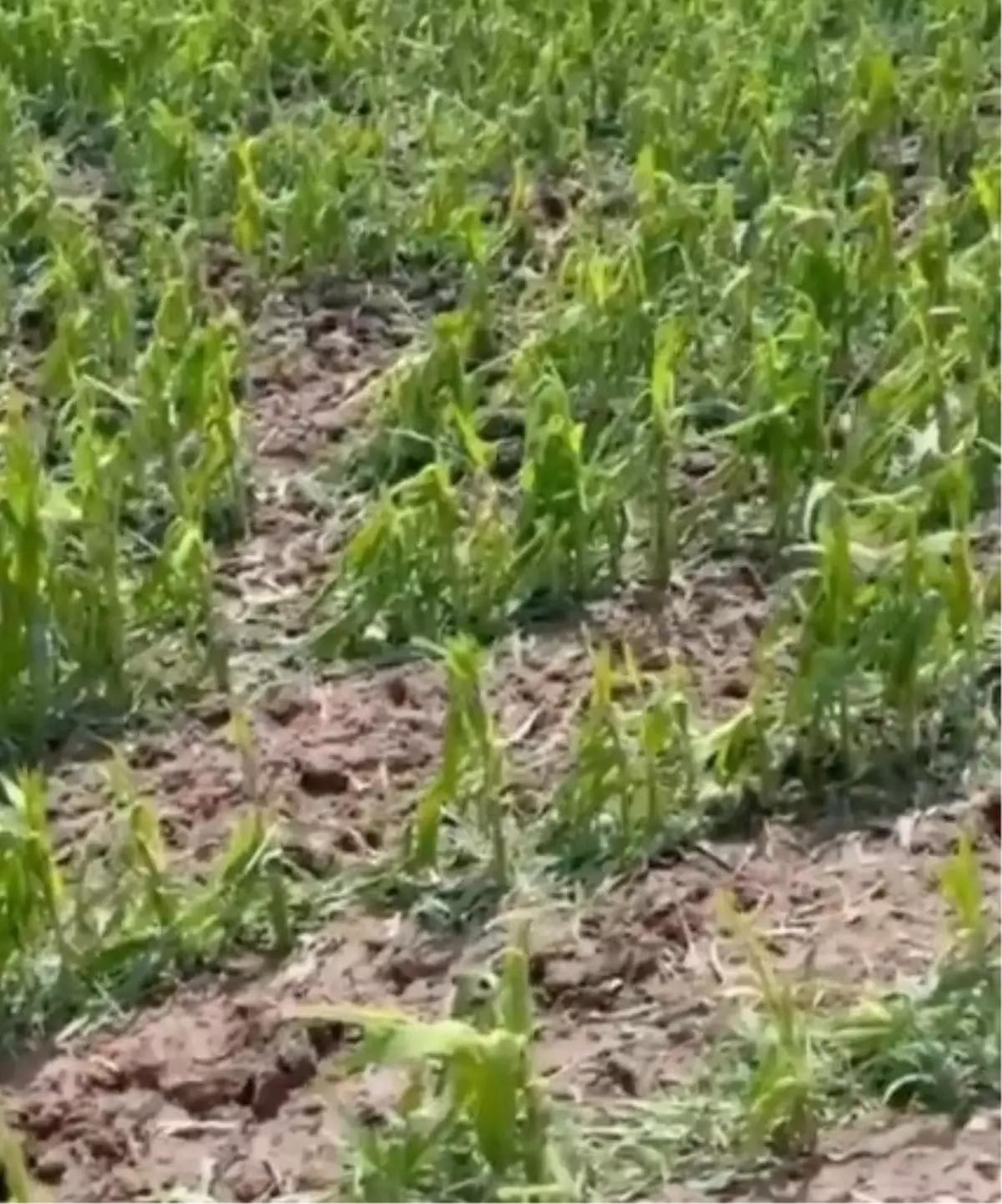 Bismil’de Dolu Tarım Arazilerine Zarar Verdi