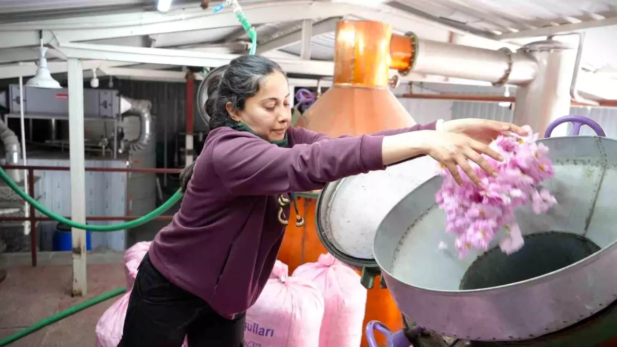 Burdur’da Gül Hasadı Küresel Isınmadan Etkilendi