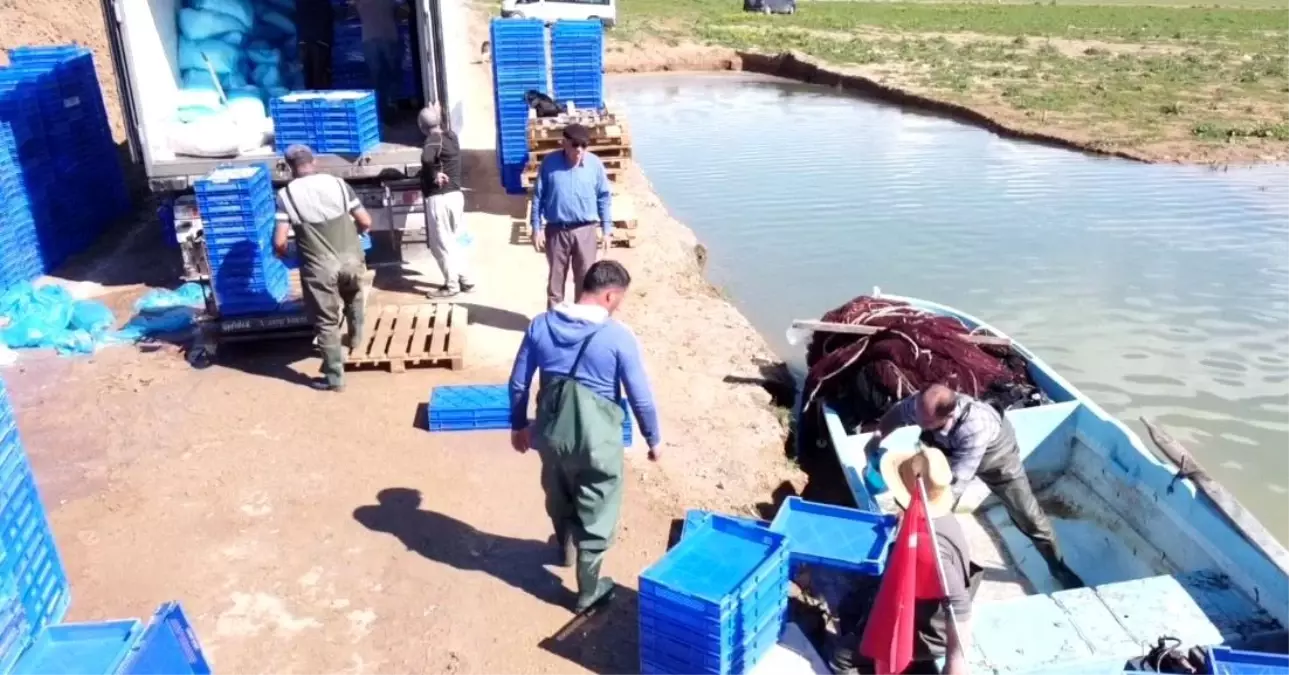 Çekerek Barajı’ndan Avrupa’ya Gümüş Balığı İhracı