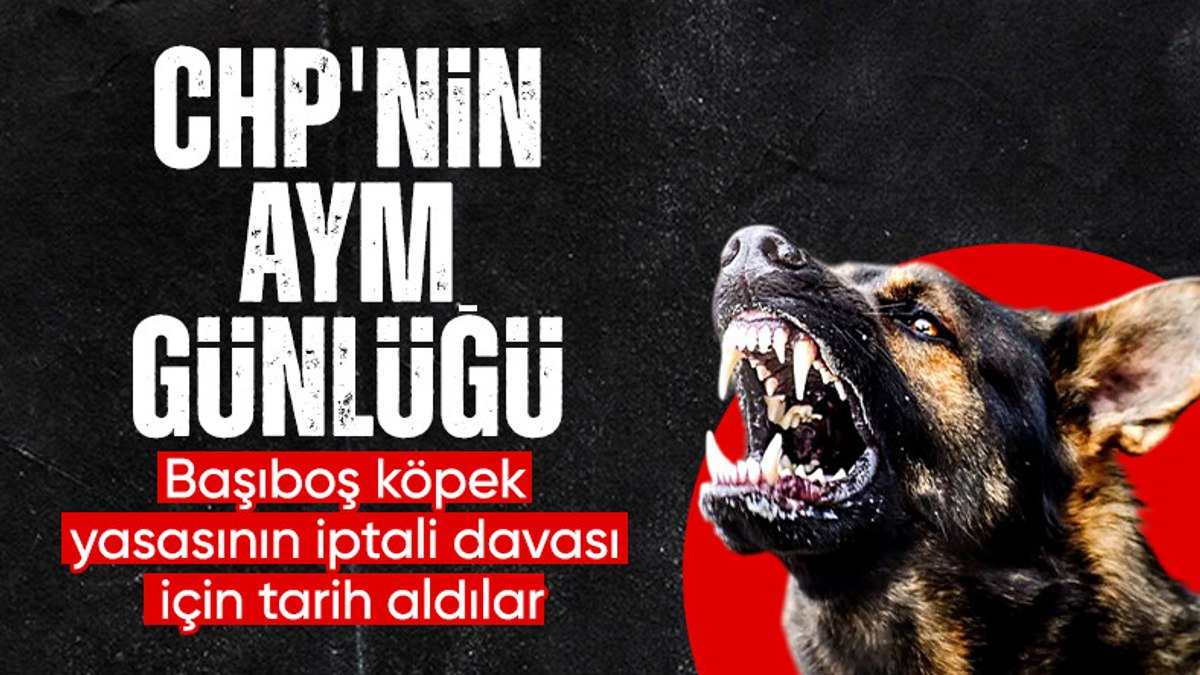 CHP başvurmuştu: AYM başıboş köpek yasasını esastan inceleyecek