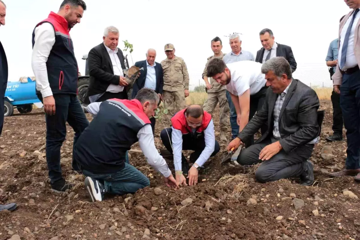 Cizre’de Fıstık ve Badem Projesi Başladı