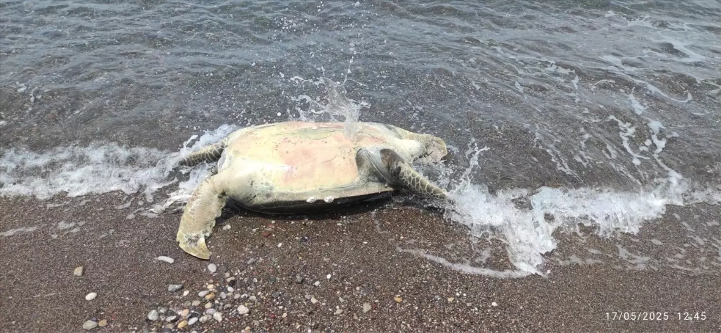 Datça’da Ölü Caretta Caretta Bulundu