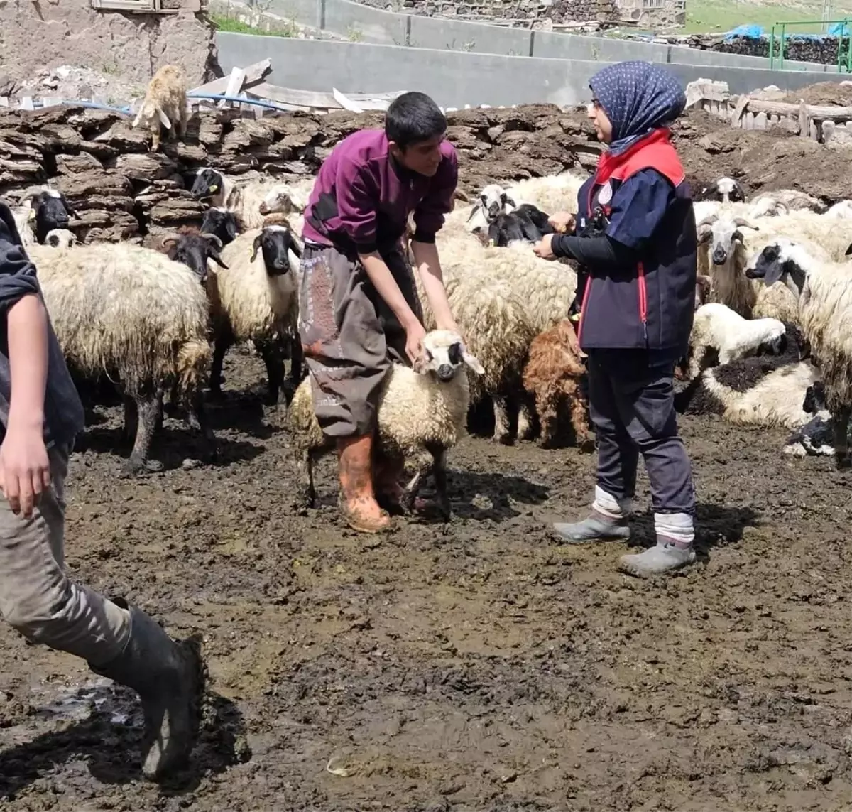 Diyadin’de Küçükbaş Hayvanlara Aşı ve Küpe Çalışmaları Devam Ediyor