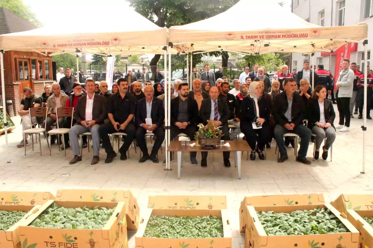 Düzce’de Fide Dağıtımı ile Sebze Üretimi Artacak
