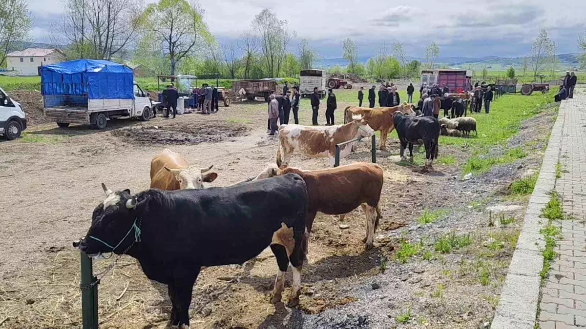 Eflani’de Kurbanlık Pazarı Kuruldu