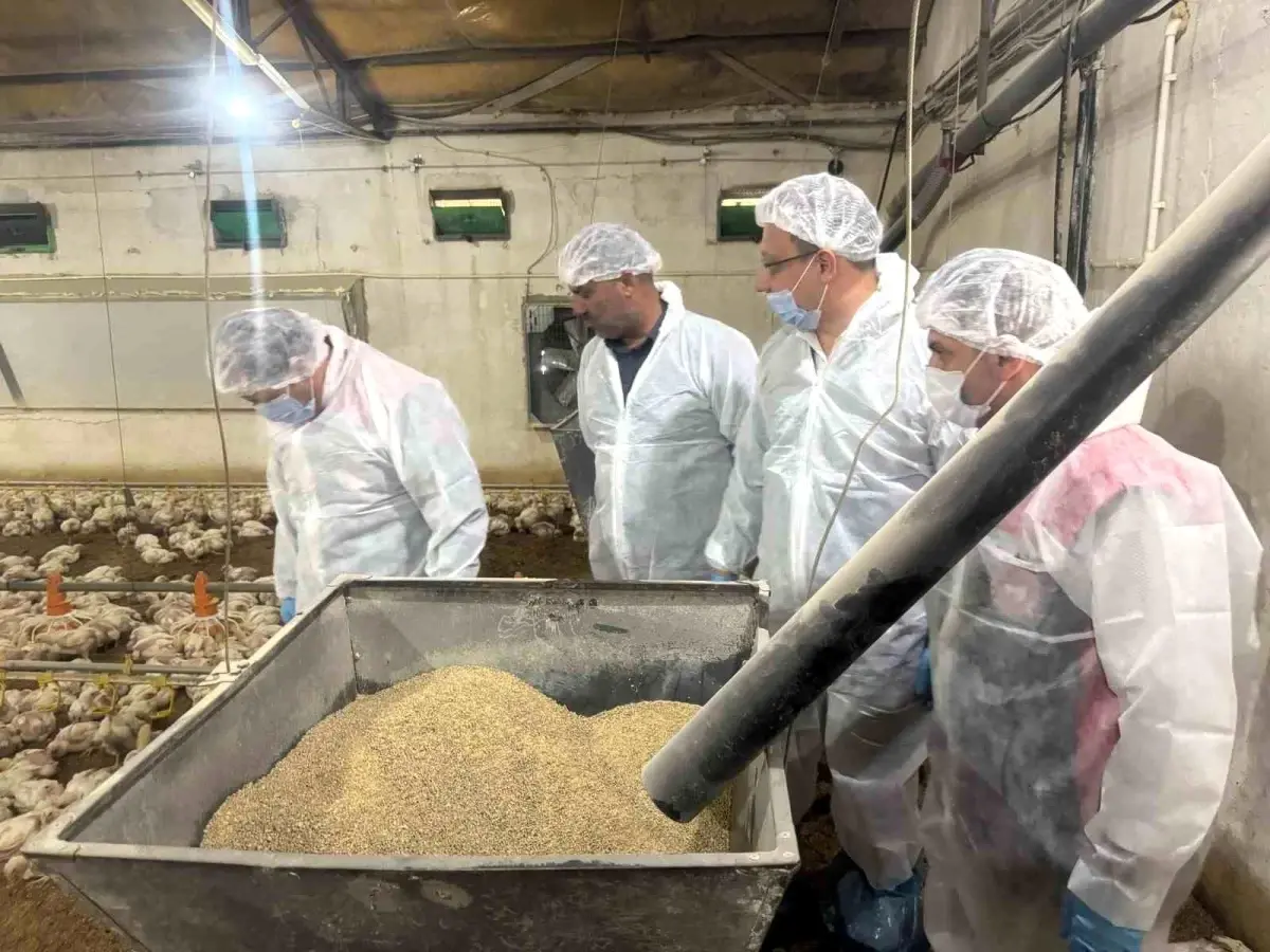 Erzincan’da Etlik Piliç Yetiştiriciliği İncelemesi