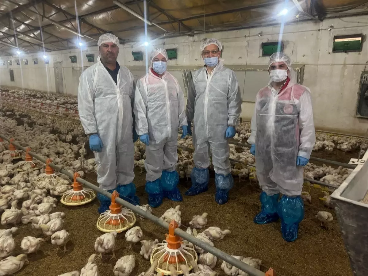 Erzincan’da Kanatlı Hayvan Sektörü Canlanıyor