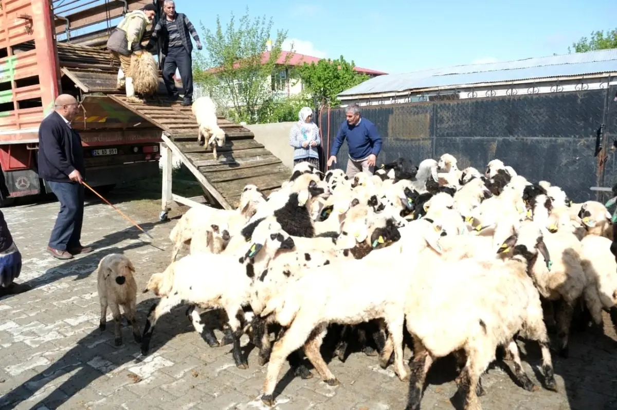 Erzincan’da Yayla Göçü Başladı