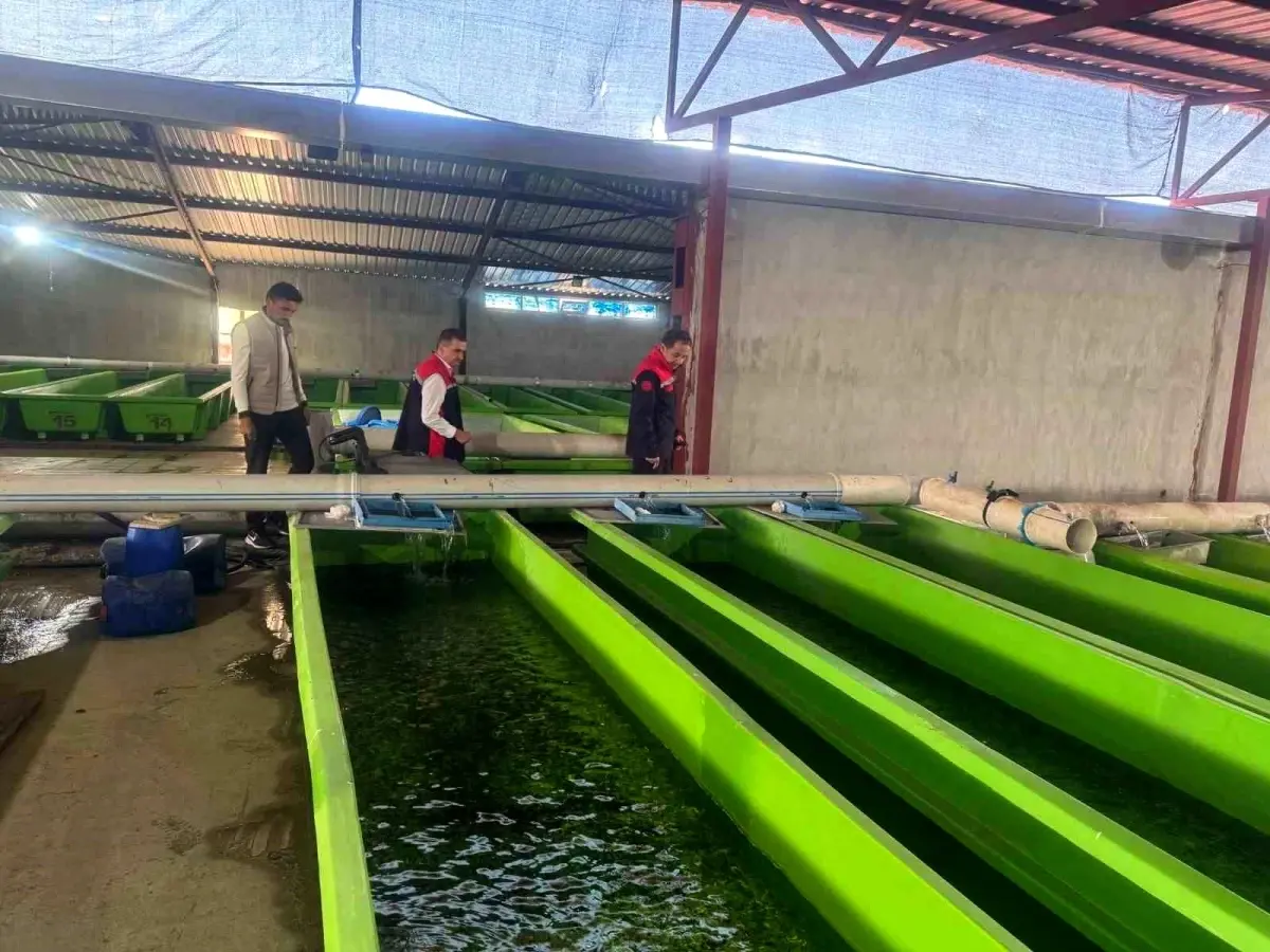 Erzincan’da Yıllık 15 Milyon Yavru Alabalık Üretimi