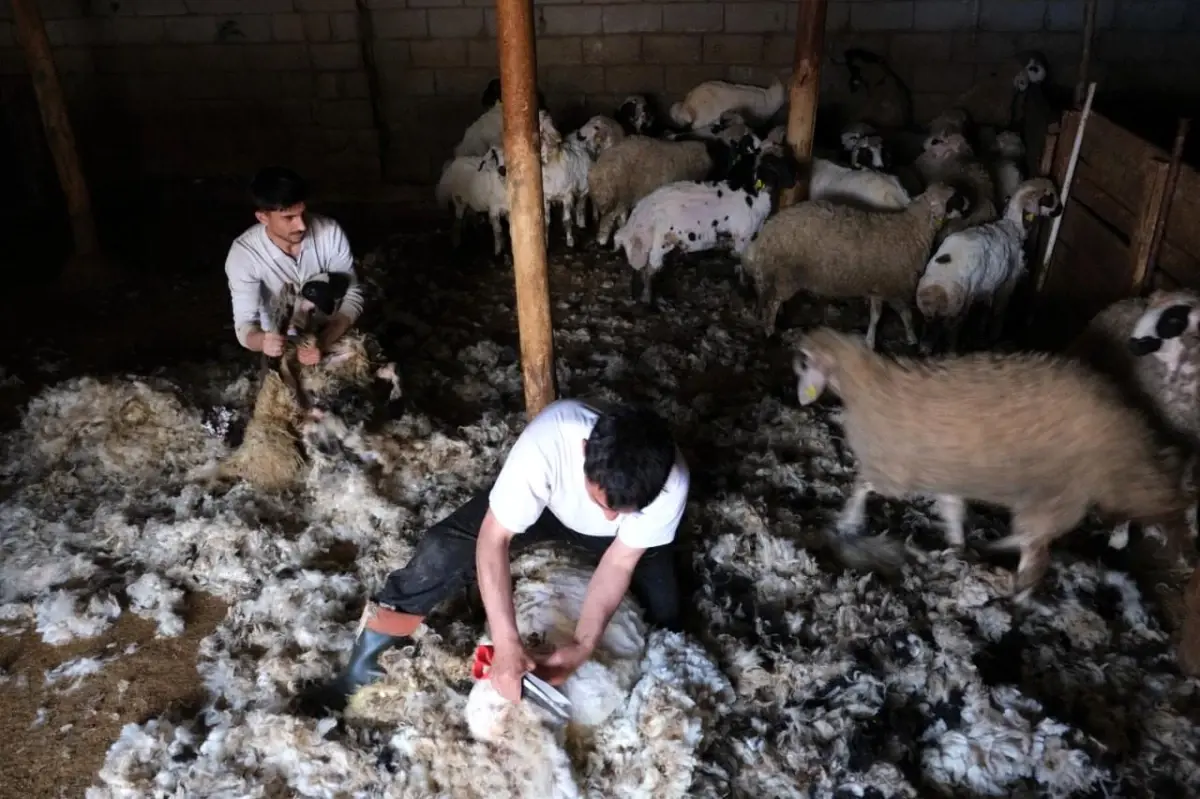 Erzincan’da Yün Kırkımı Başladı