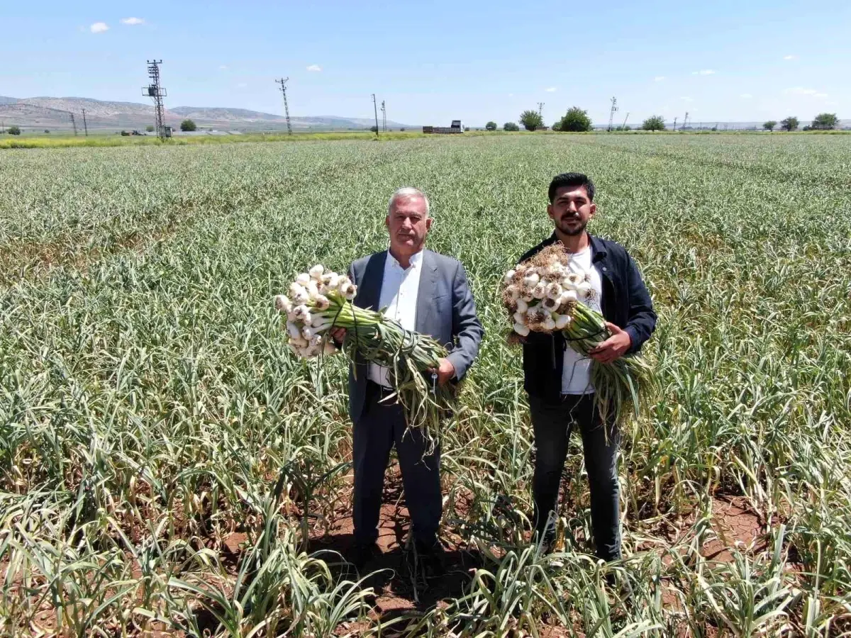 Gaziantep’te Sarımsak Hasadı Başladı