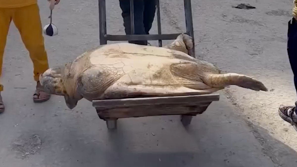 Gazze’de açlıkla savaşan insanlar, deniz kaplumbağası yiyor