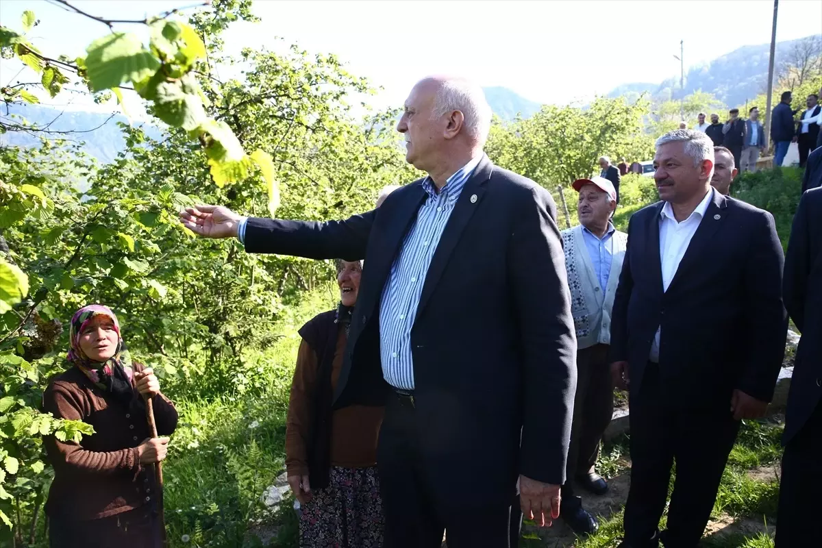 Giresun’da Fındık Bahçelerine Zirai Don Zarar Verdi