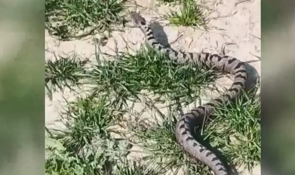 İnegöl’de Nesli Tehlikede Yılan Yakalandı