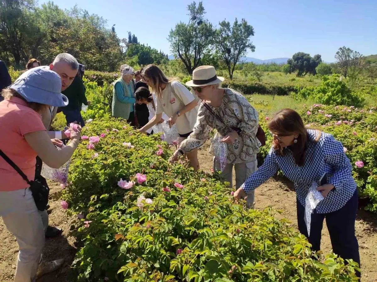 Isparta’da Gül Hasadı Sezonu Başladı
