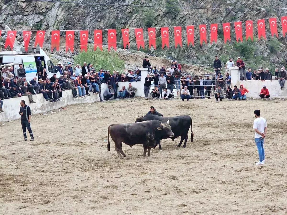 İspir’de Boğa Güreşlerinde Kavga Çıktı