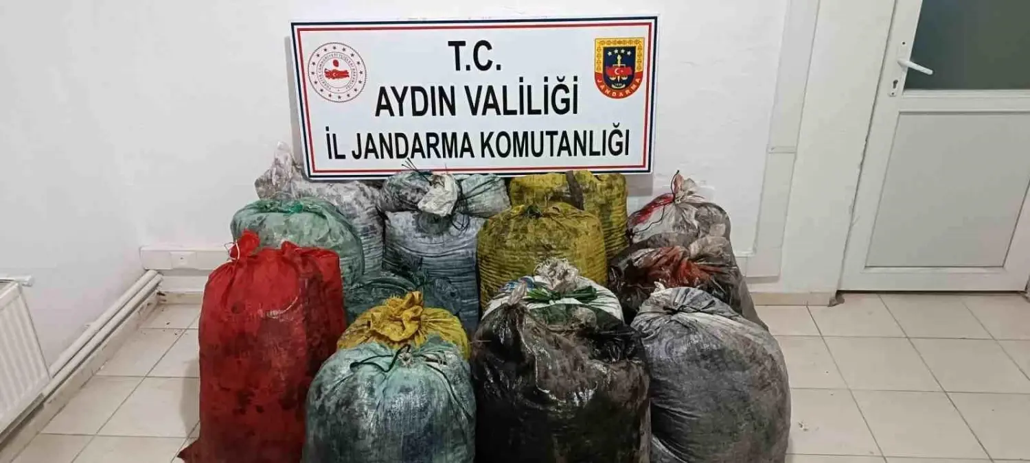 İzinsiz Zeytin Toplayan 11 Şüpheli Yakalandı