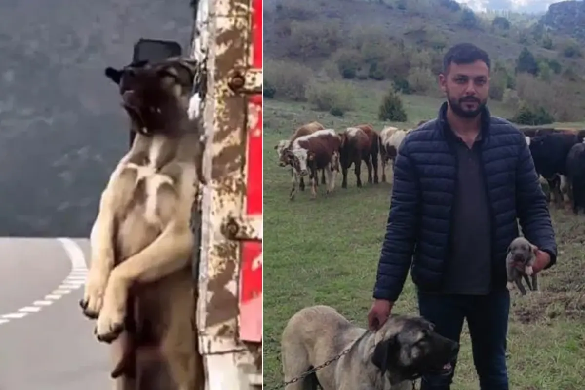 Kamyon kasasında sarkan köpeğin sahibi konuştu! İşte olayın iç yüzü