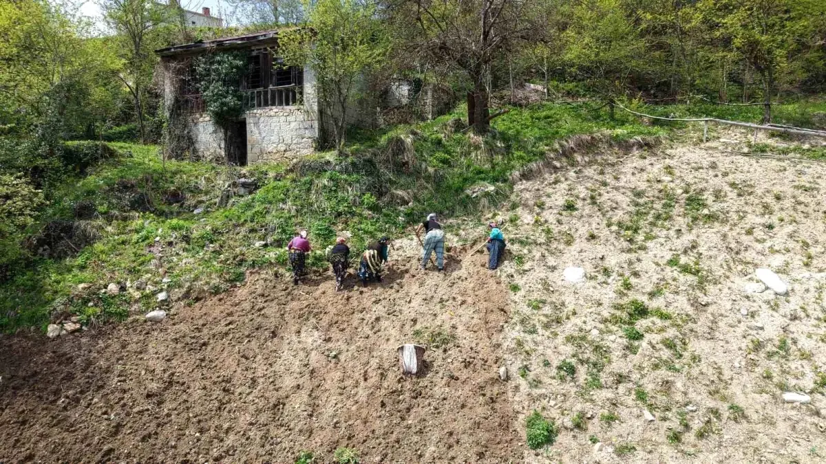 Karadeniz Kadınları Baharla Tarlalarda