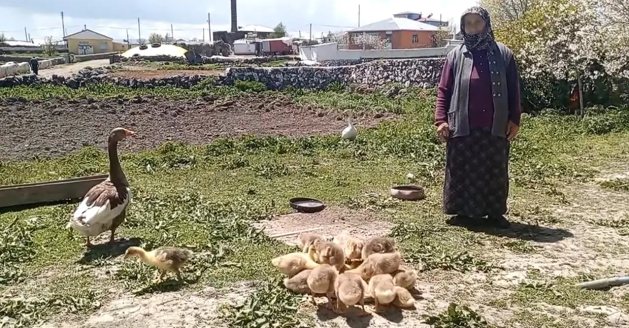 Kars Kazı Altınla Yarışıyor