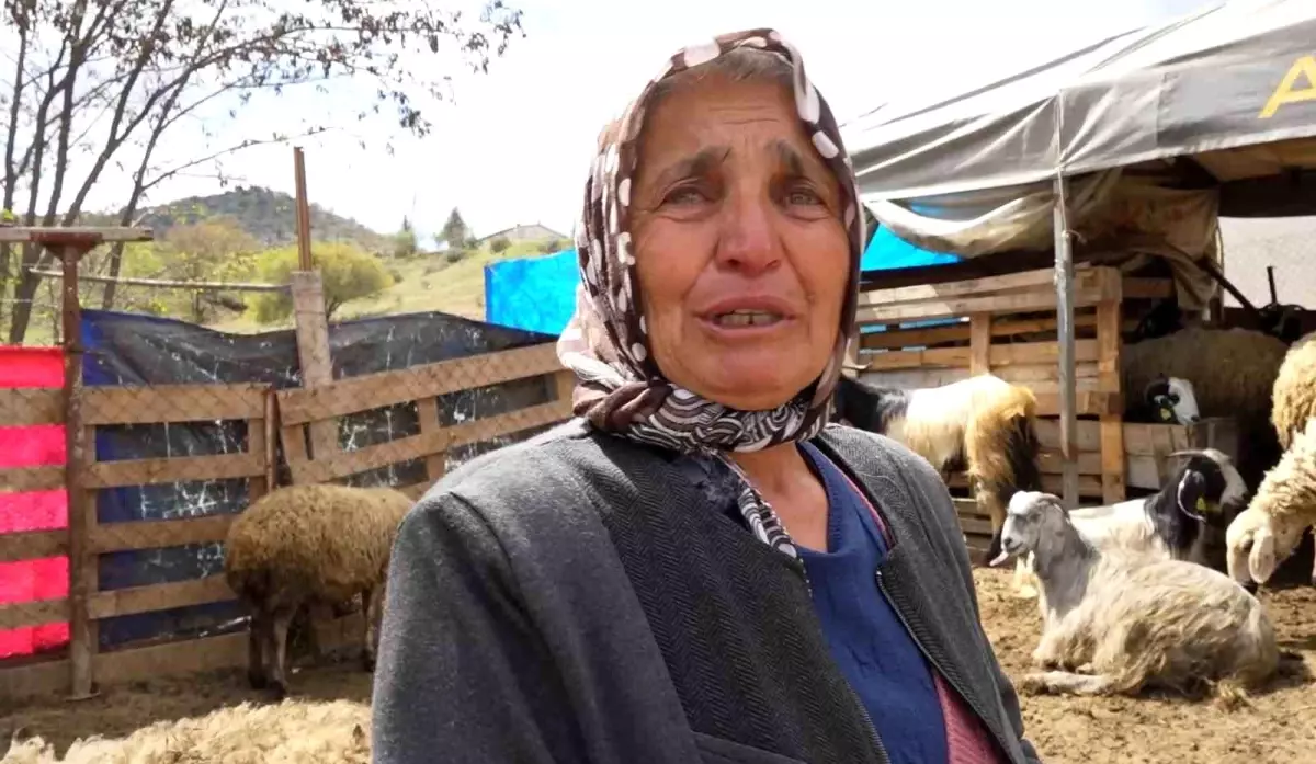 Kırıkkale’de Kurt Saldırısı: 24 Koyun Telef Oldu