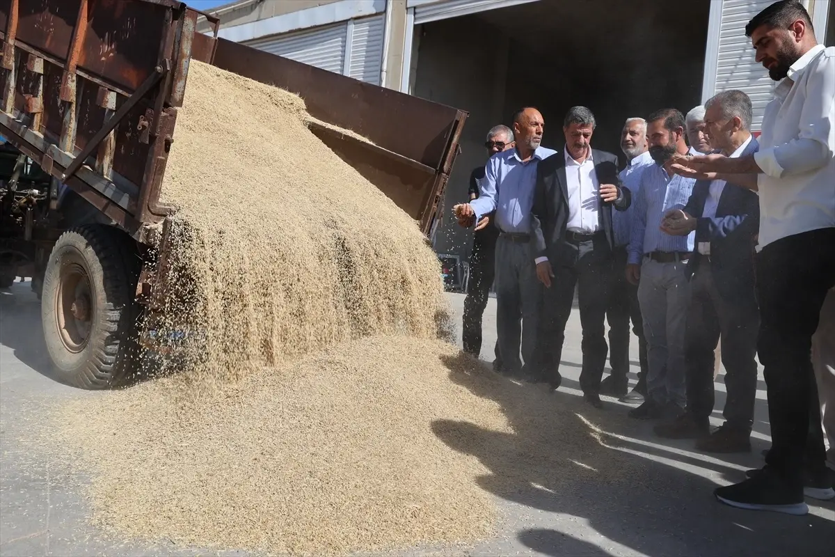 Kızıltepe’de Arpa Hasadı Başladı