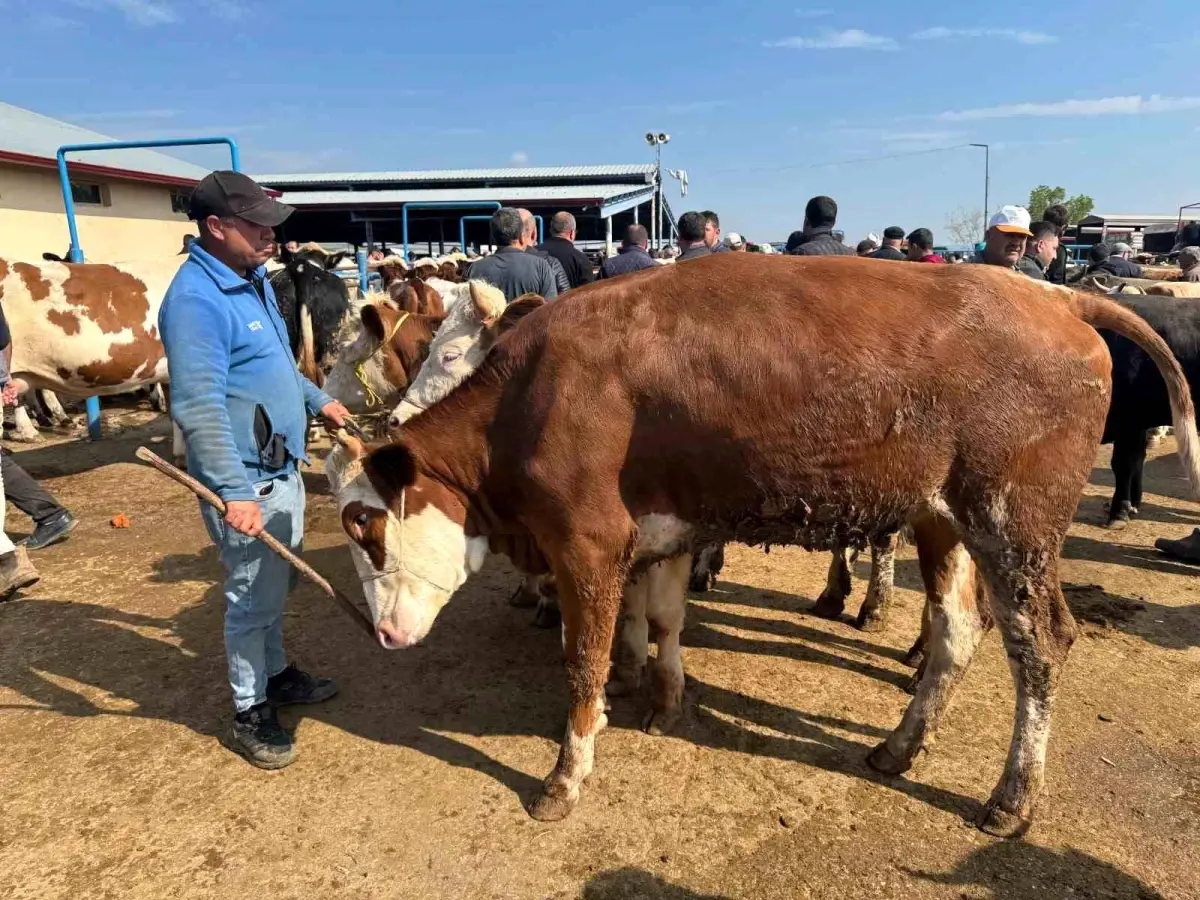 Kurban Bayramı İçin Hayvan Pazarında Hareketlilik