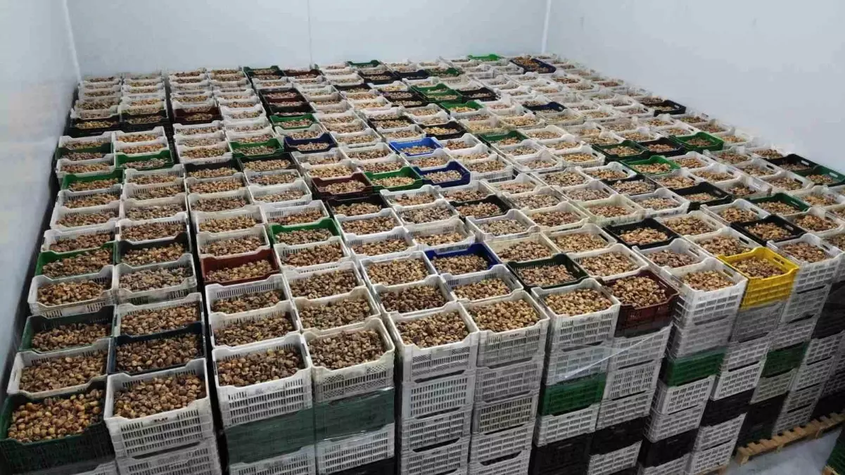 Kuru İncir İhracatı Yüzde 28 Arttı