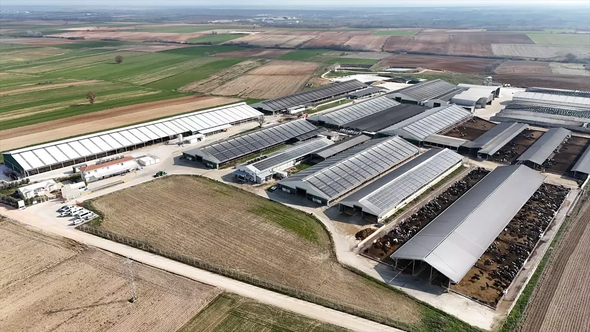 Lüleburgaz’da Süt İşletmesi Güneş Enerjisiyle Tasarruf Sağlıyor