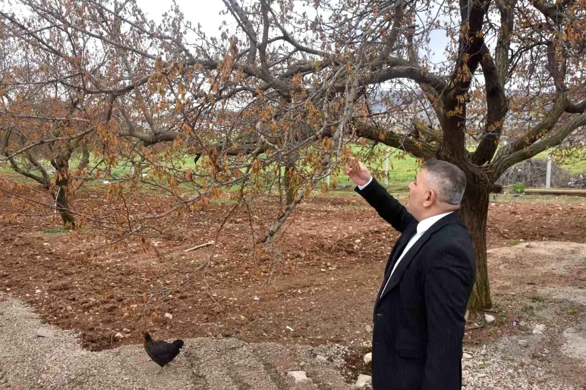 Malatya’da Zirai Don Tehlikesi