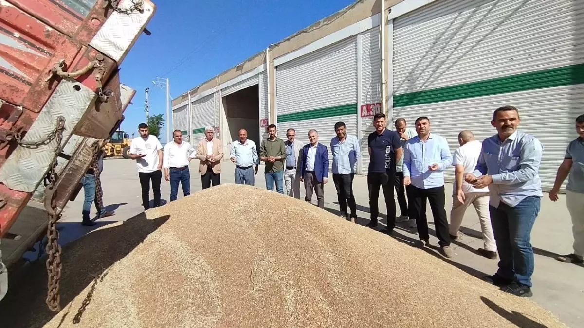Mardin’de İlk Buğday Hasadı Yapıldı
