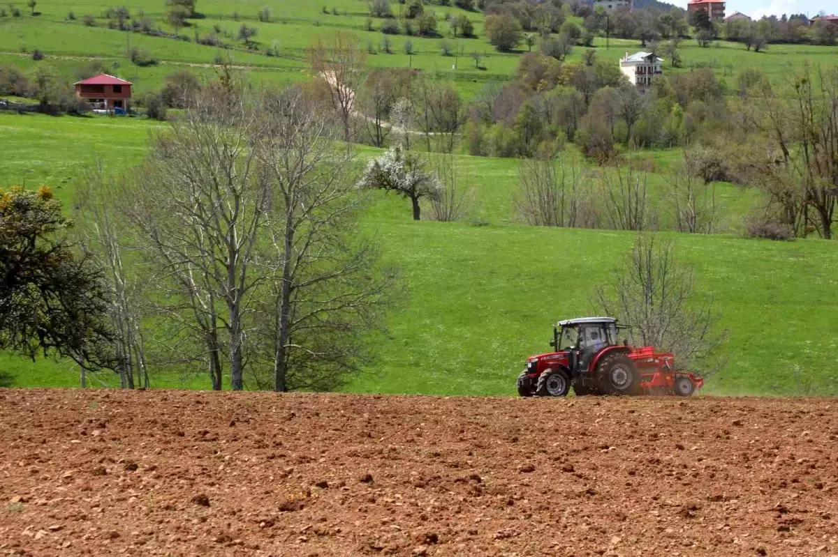 Ordu’da Atıl Araziler Karabuğday ile Tarıma Kazandırılıyor