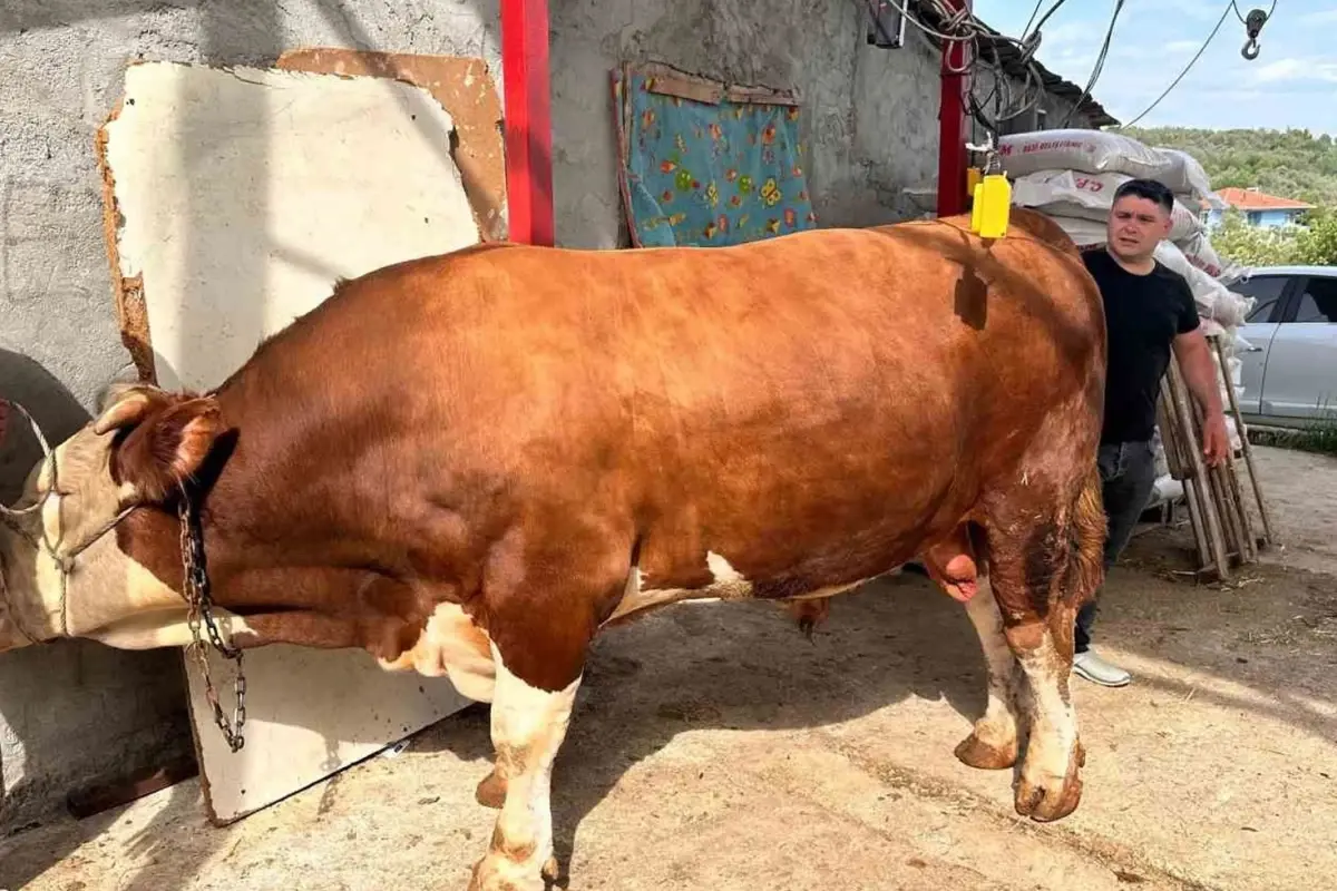 Otomobil fiyatına kurbanlık boğa