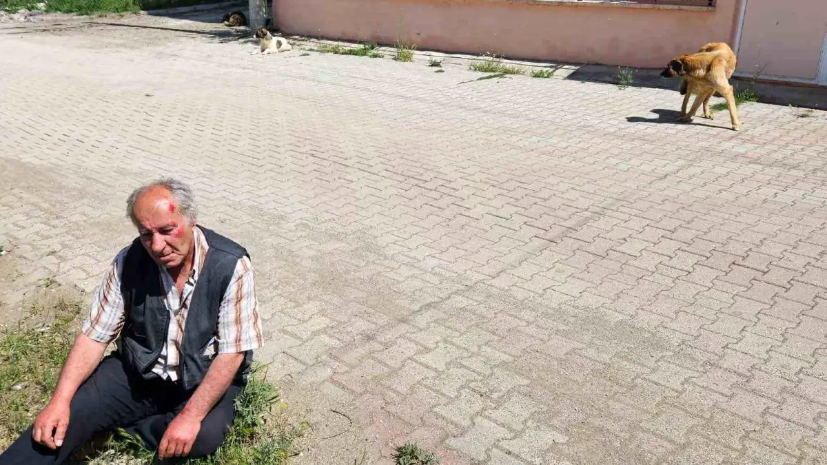 Salda Köyü’nde Yaşlı Adam Sokak Köpeklerinin Saldırısına Uğradı